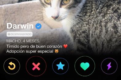 MDZol | La Gatimanada es el Tinder para adoptar gatos. Foto: Instagram