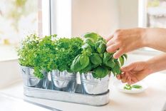 Incorpora aromáticas a tu hogar Foto: Pixabay
