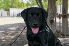 Las razas de perros que acompañan a rescatistas . Foto: PSA Las razas de perros que acompañan a rescatistas . Foto: PSA