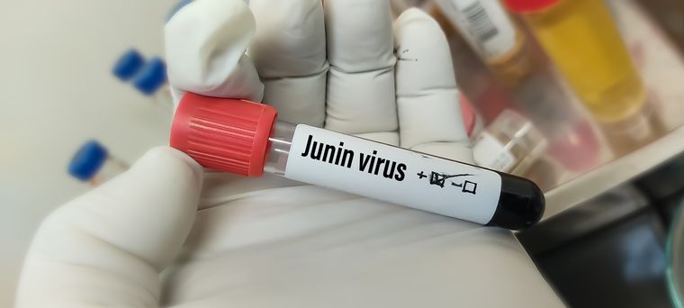 SALUD El virus Junín causa la Fiebre Hemorrágica Foto: Shutterstock