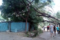 viven en la desgracia y se les cayo un arbol encima de la casa viven en la desgracia y se les cayo un arbol encima de la casa