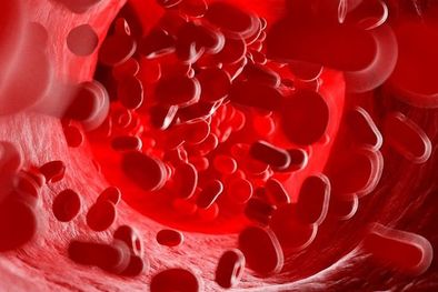 MDZol | El glicocálix endotelial cubre internamente todas las arterias y venas del cuerpo. Desde las más grandes hasta los microcapilares (vasos sanguíneos) más diminutos. Foto: SCIENCE PHOTO LIBRARY