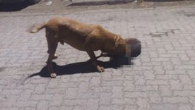 Vecinos están preocupados por un pitbull que habría matado a 9 mascotas y mordido a 3 vecinos Foto: NA