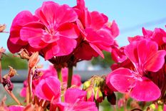 Esta flor brilla en cualquier tipo de jardín.