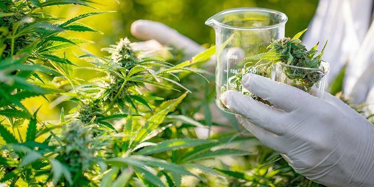 En la Argentina se trabaja en distintos proyectos vinculados con el uso medicinal del cannabis, ahora hubo claros avances en Biofábrica Misiones.