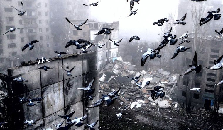 Palomas, ejemplo de animales que se adaptan a las ciudades, según el descubrimiento. Foto Efe