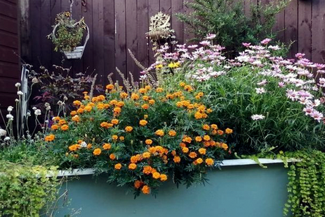 El jardín puede esconder plantas venenosas. El jardín puede esconder plantas venenosas.