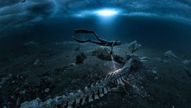 Los buzos nadaron entre unos 20 cadáveres de ballenas minke.