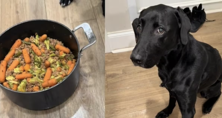 Este labrador conquistó internet con su educación. Foto: Archivo