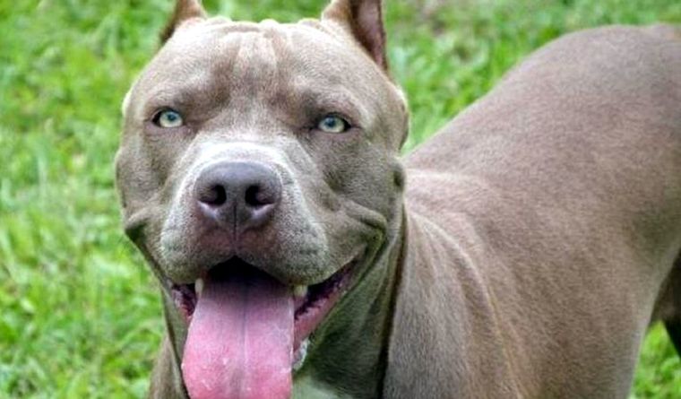 Una mujer de 27 años liberó dos perros pitbull con la intención de frenar un procedimiento policial en Córdoba. Foto: Efe.