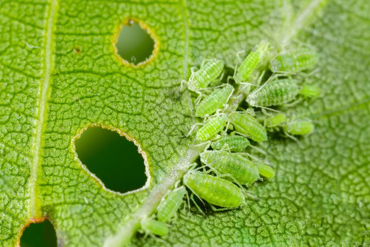 El pulgón verde ataca brotes tiernos y hojas jóvenes: cómo detectarlo a tiempo y proteger tus plantas. Foto: Shutterstock El pulgón verde ataca brotes tiernos y hojas jóvenes: cómo detectarlo a tiempo y proteger tus plantas. Foto: Shutterstock