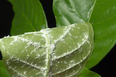 Plaga Una plaga que afecta a las plantas. Foto: Fuente: Shutterstock