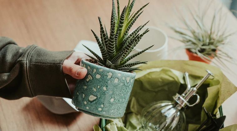 Regalar una planta es una manera de expresar aprecio. Foto: Archivo