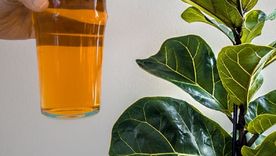 La cerveza es un ingrediente clave en este abono casero para las plantas.