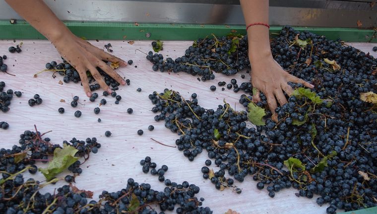 Una operaria realiza el despalillado manual sobre la cinta. Foto: Walter Moreno/Mdz