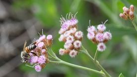 Estas plantas pueden atraer abejas al jardín en verano. Estas plantas pueden atraer abejas al jardín en verano.