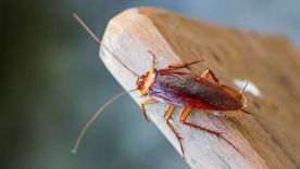 Una plaga difícil de erradicar. Una plaga difícil de erradicar.