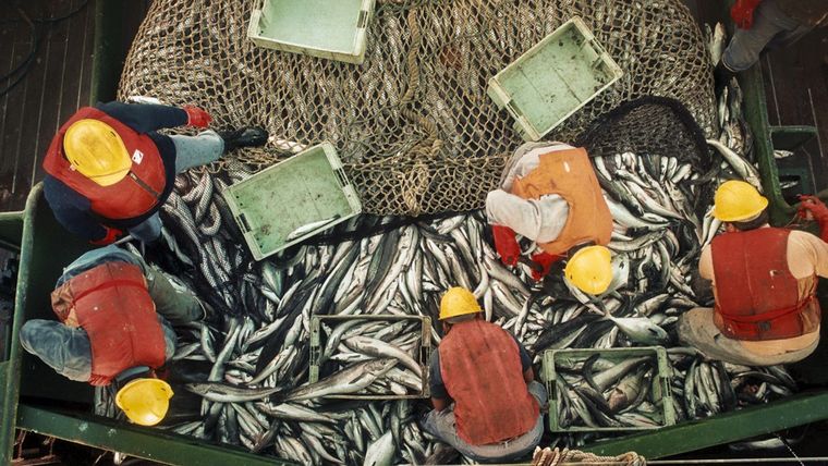 Los barcos pesqueros recogen peces muertos por toneladas Foto: NA