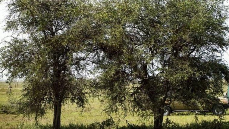 Acertijo visual, reto visual, leopardo Pinterest