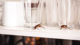 Cómo mantener alejadas a las cucarachas de casa. Foto: Shutterstock Cómo mantener alejadas a las cucarachas de casa. Foto: Shutterstock