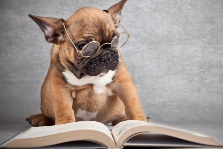 Perro, Inteligencia Perro, Inteligencia Foto: Pinterest