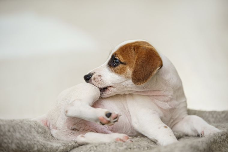 MASCOTAS LAS PULGAS SON UNA DE LAS PESADILLAS DE LOS PERROS. Foto: Shutterstock