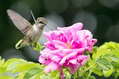 Foto: Foto de homesandgardens.com