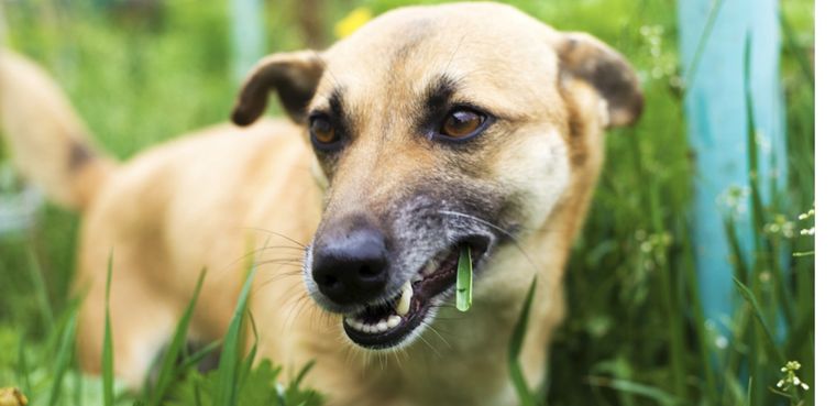 Los perros no corren mayor riesgo si comen pasto, a menos que el césped esté contaminado con pesticidas, que son altamente tóxicos Foto: Shutterstock