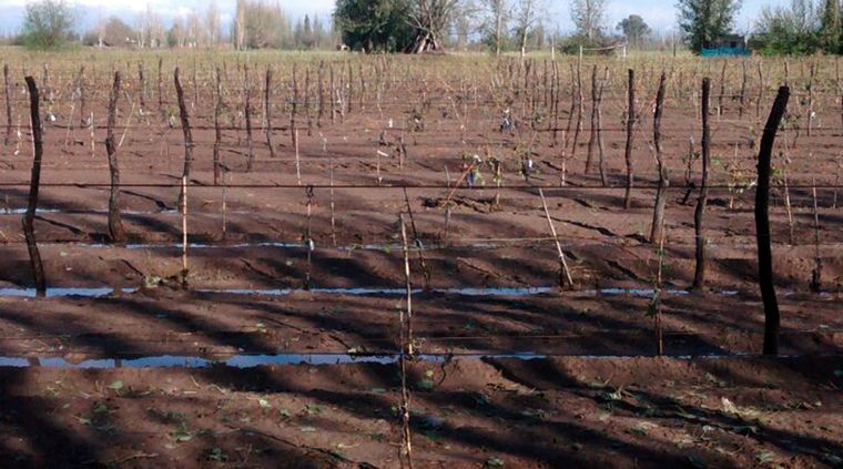 Foto: Gentileza Luis Cañas Tarifa