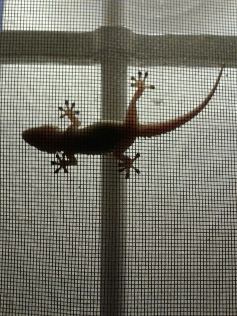 Las lagartijas aparecen con más frecuencia en verano. Foto: Wikipedia