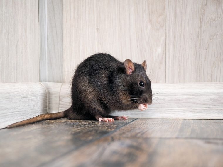 Adiós a las ratas. Foto: Fuente: Shutterstock
