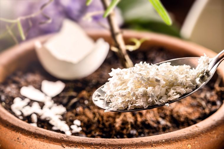 Convertir residuos orgánicos en insumos para el jardín es una práctica que gana cada vez más adeptos Foto: Shutterstock