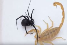 furor en youtube por la pelea del siglo