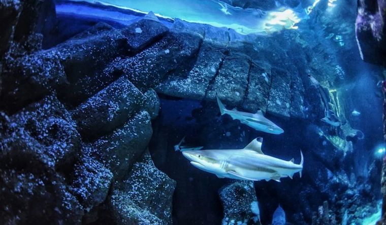 Tiburones de arrecife de puntas negras en Sealife Oberhausen, donde se recolectaron los dientes utilizados en el estudio. Foto Dpa Tiburones de arrecife de puntas negras en Sealife Oberhausen, donde se recolectaron los dientes utilizados en el estudio. Foto Dpa