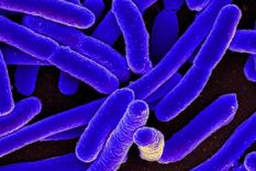 La bacteria con forma de bastón es conocida por causar estragos, pero hay cepas no patógenas que han tenido un rol histórico.