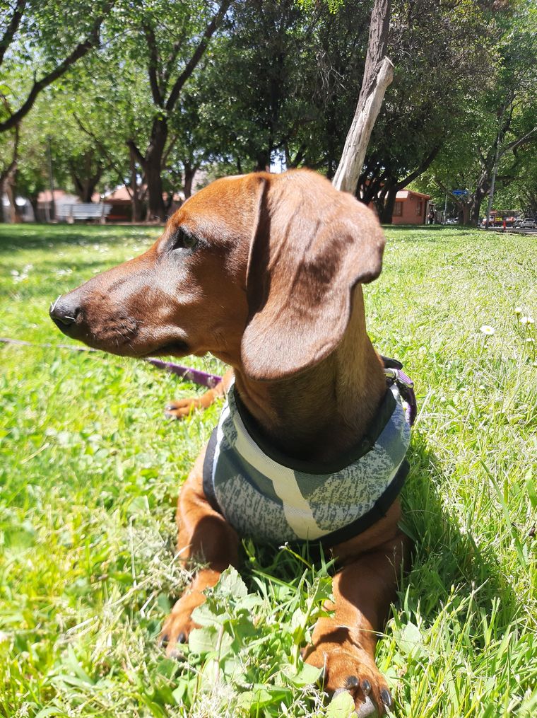 Con este sencillo truco, el olor de orina de tus mascotas quedará eliminado para siempre. Foto: Rodrigo Carrizo