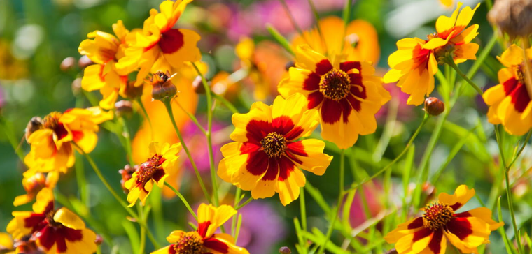 Coreopsis, una de las plantas que embellecen el jardín. Coreopsis, una de las plantas que embellecen el jardín.