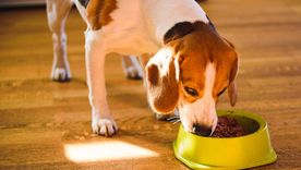 Alimento balanceado para una dieta equilibrada para nuestras mascotas Foto: Freepik