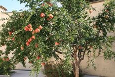El árbol que está conquistando patios.&nbsp;
