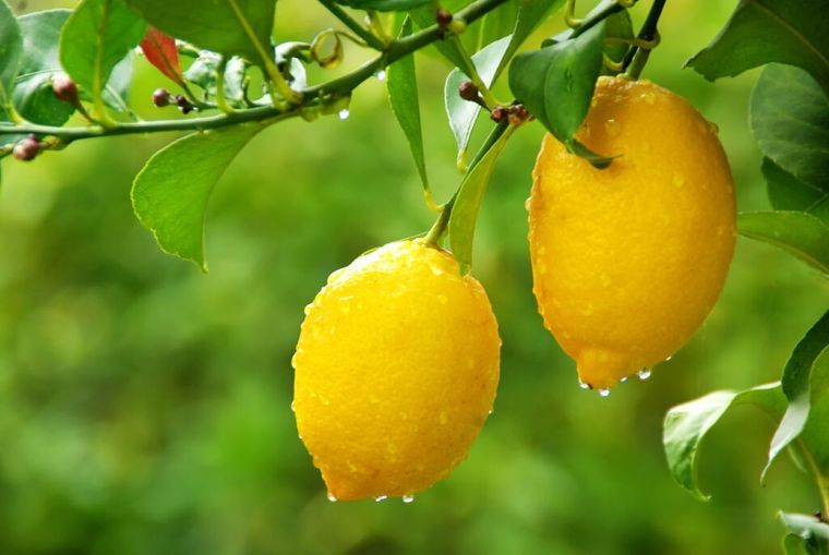 Así puedes cuidar el limonero con abonos caseros Foto: Shutterstock
