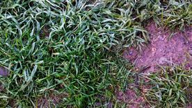 Más allá de que es posible hacerlo lo más&nbsp; recomendable es no cortar el césped cuando la tierra y el pasto están muy mojados. Foto:&nbsp;@mgsimonovich.