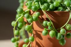 En resumen, el Senecio rowleyanus es una opción decorativa, resistente y de bajo mantenimiento. Foto: Shutterstock