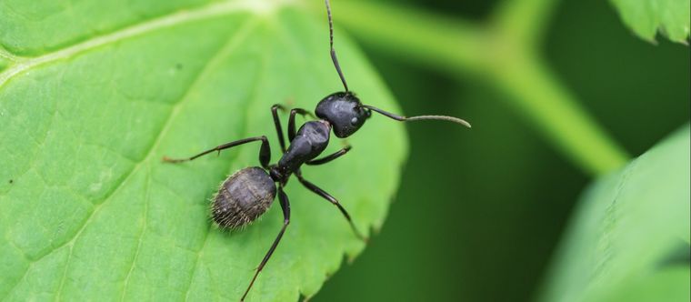 Evita que las hormigas sigan destruyendo tus plantas con este ingrediente casero Foto: Shutterstock