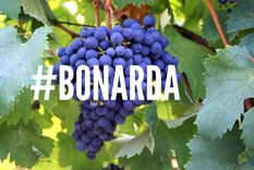 No solo malbec: reuniones entre políticos y Bodegas de Argentina sobre otra icónica cepa