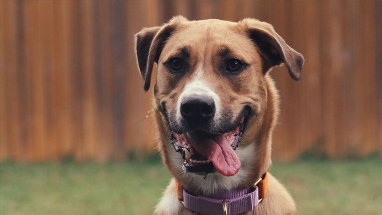 Los perros aprenden a realizar tareas y también desarrollan un vínculo afectivo. Foto: Netflix
