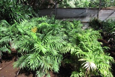 MDZol | Estás plantas son efectivas para combatir la humedad de las paredes. Foto: Shutterstock