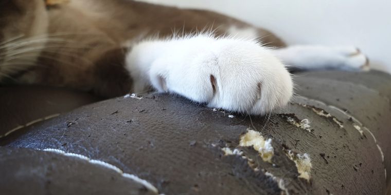 Aplica estos pasos para que tu gato no arañe los muebles Foto: Shutterstock