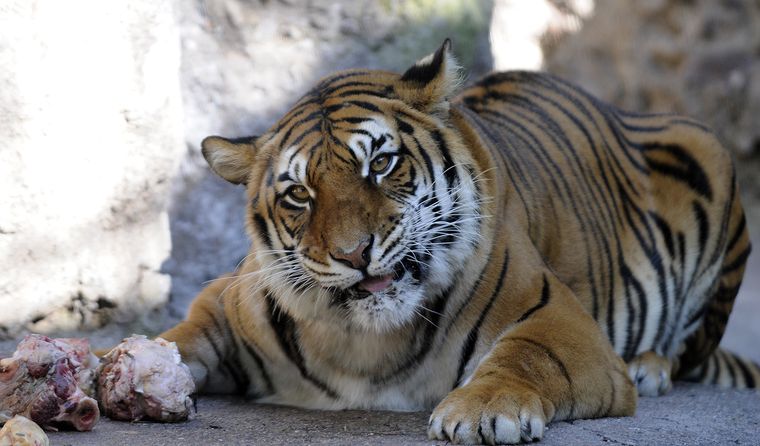 La tigresa Lucy fue trasladada a un santuario. La tigresa Lucy fue trasladada a un santuario.