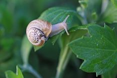 caracol Molestos huéspedes. Foto: Fuente: Shutterstock