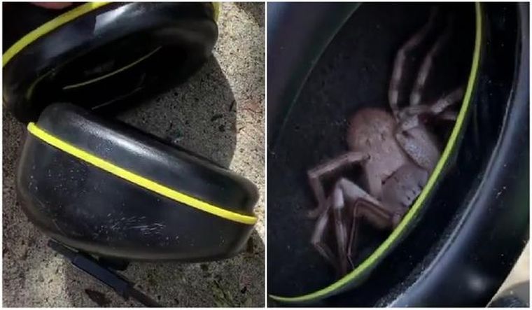 Una enorme araña apareció en estos audífonos.